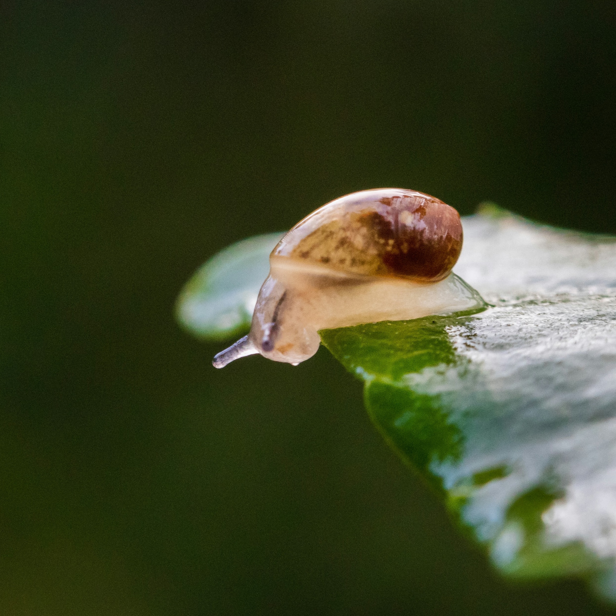 Learning From the World Versus Learning About the World cover